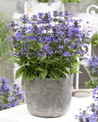 &#39;Neptune&#39; Kocimiętka Nepeta