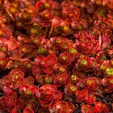 &#39;Dragons Blood&#39; Rozchodnik Sedum