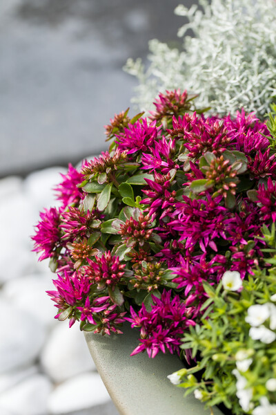 &#39;Spot On™ Deep Rose&#39; Rozchodnik Sedum
