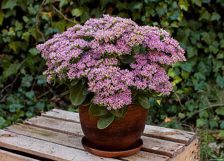 &#39;Hot Stuff&#39; Rozchodnik Sedum