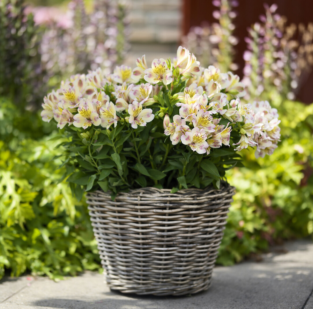 &#39;Summer Paradise® Times Valley&#39; Alstroemeria Alstromeria