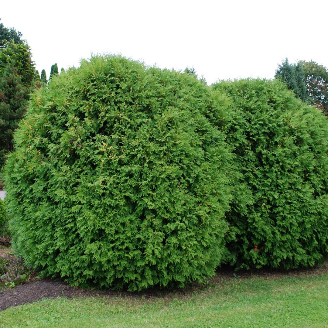 &#39;Globosa&#39; Tuja Thuja