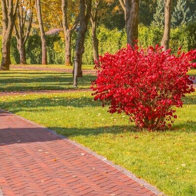 &#39;Compactus&#39; Trzmielina oskrzydlona Euonymus alatus