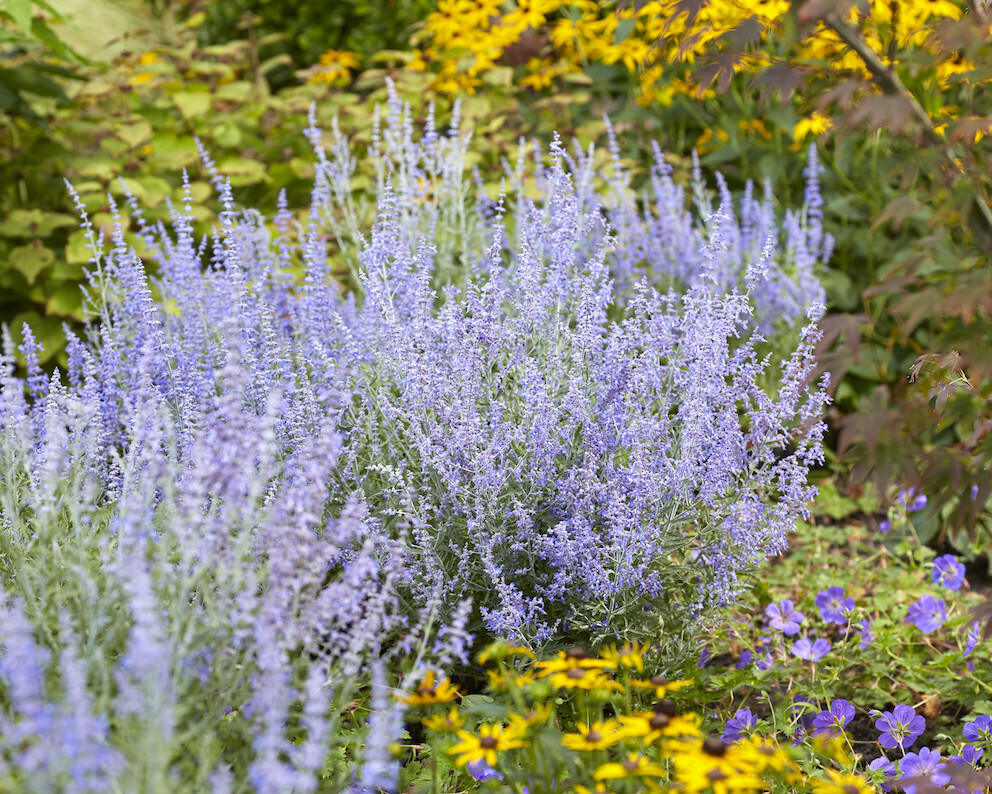 &#39;Lacey Blue&#39; Perovskia