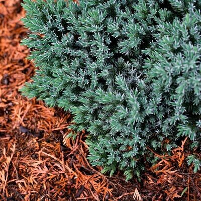 &#39;Blue Carpet&#39; Jałowiec Juniperus squamata