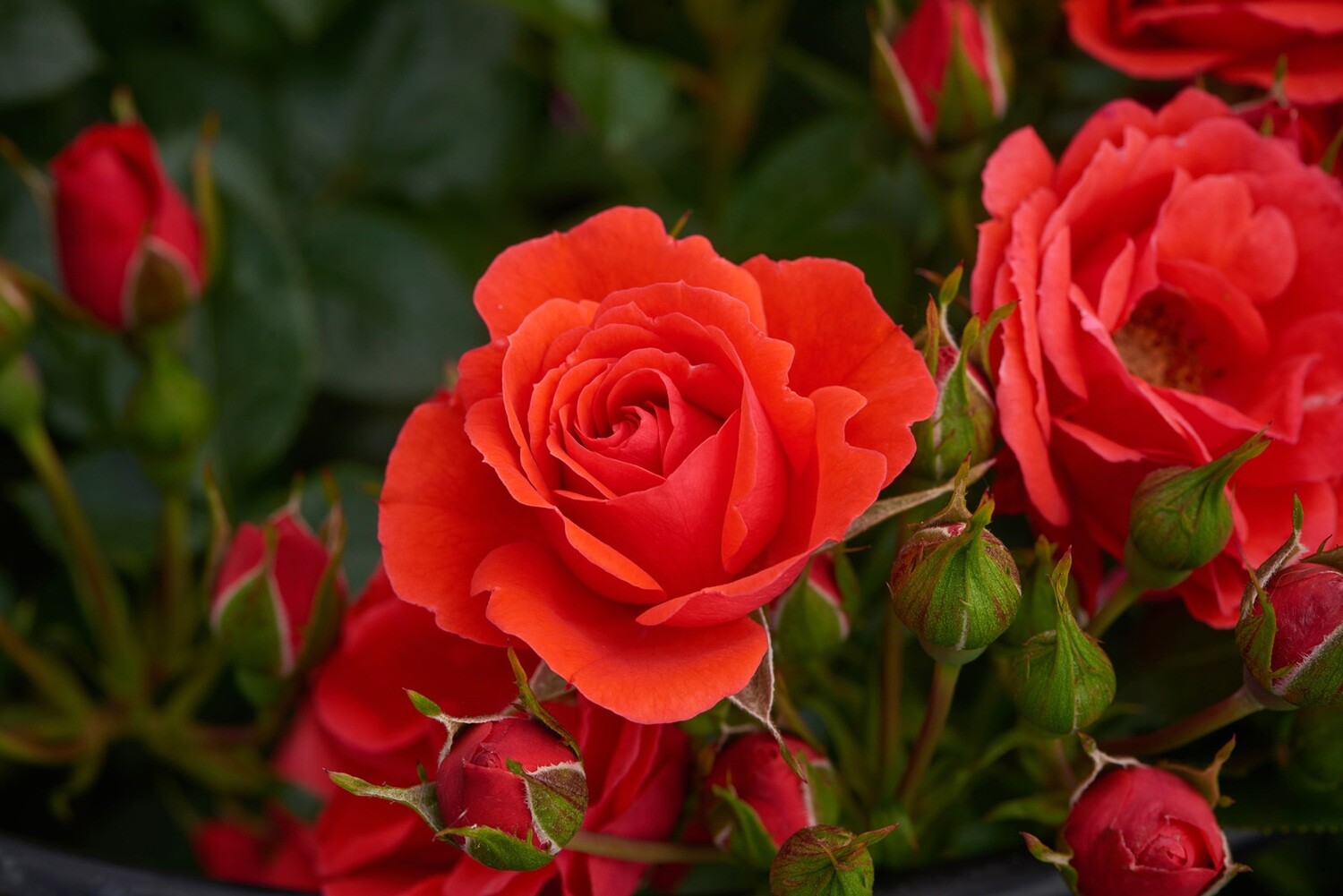 'Courtyard® Balbo™' Róża pnąca Rosa