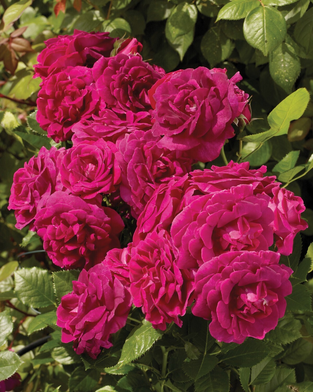 'Courtyard® Kolo™' Róża pnąca Rosa