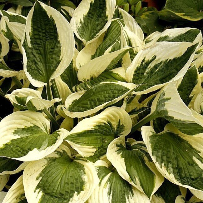 &#39;Patriot&#39; Hosta Funkia