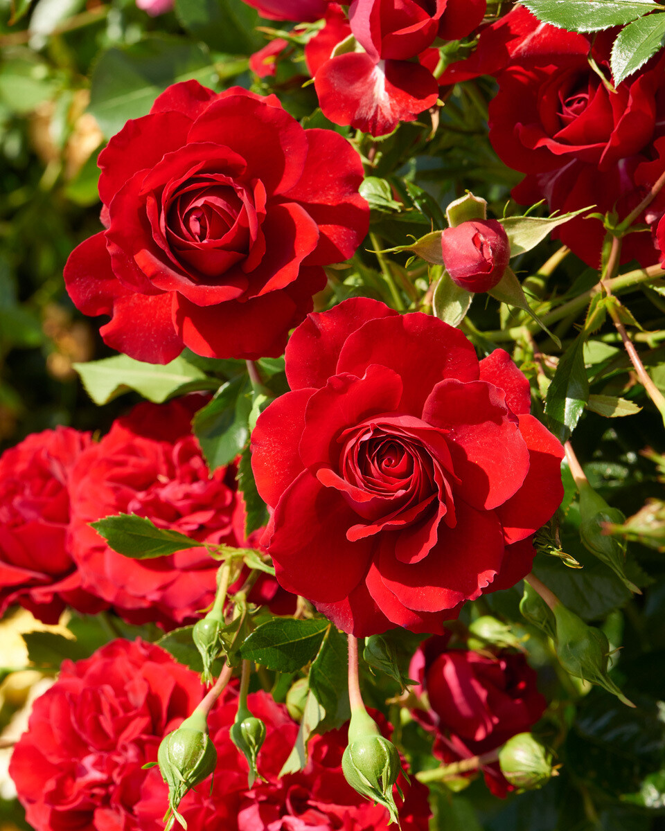 'Courtyard® GRAND AWARD™' Róża pnąca Rosa