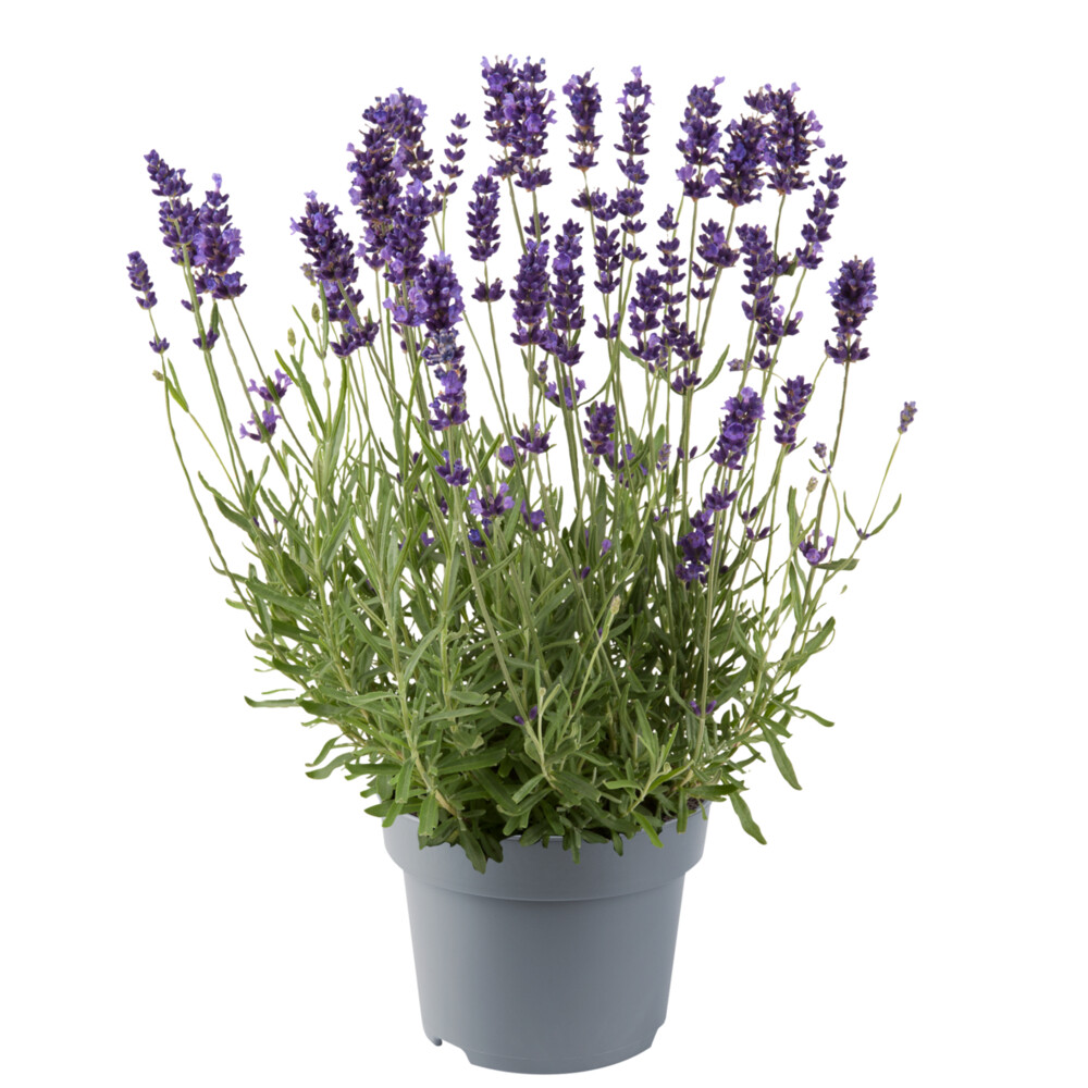 ’Hidcote Blue&#39; Lawenda Lavandula