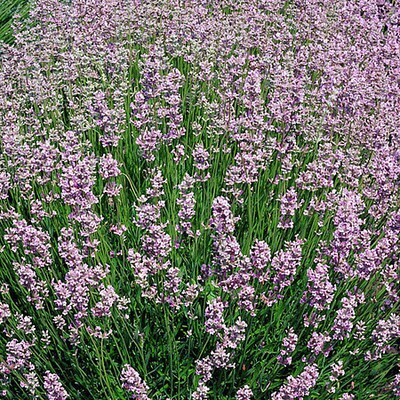 ’Rosea' Lawenda Lavandula