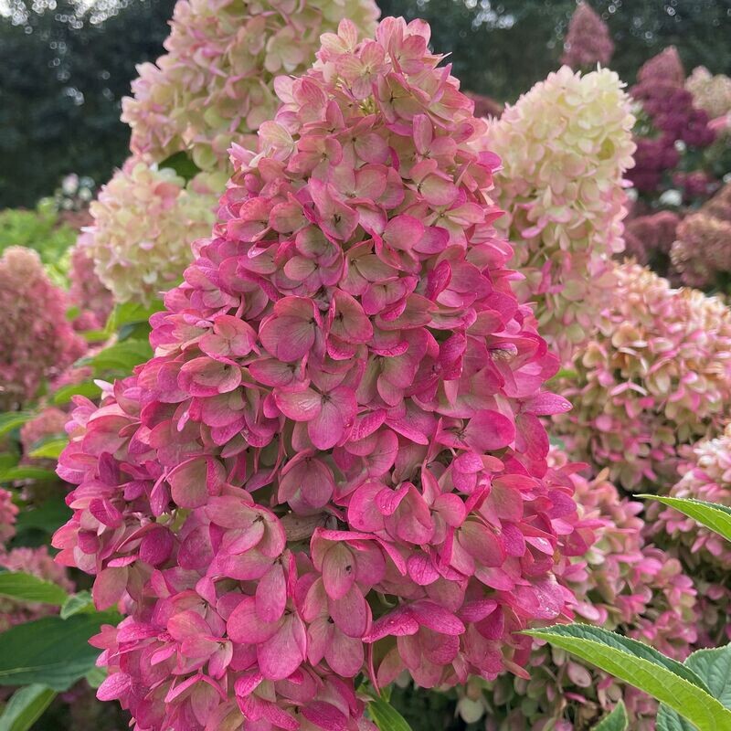 &#39;GardenLights® REDLIGHT&#39;  Hortensja bukietowa Hydrangea paniculata