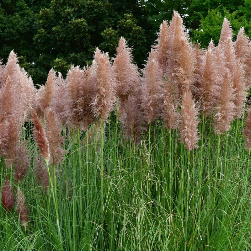 &#39;Rosea&#39; Trawa pampasowa Cortaderia