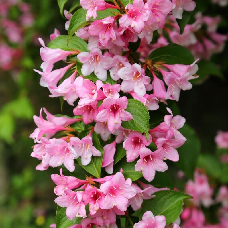 &#39;Pink Princess&#39; Krzewuszka cudowna Weigela