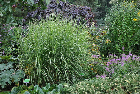 &#39;Punktchen&#39; Miskant chiński Miscanthus