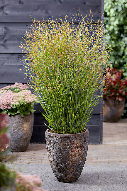 &#39;JS® Buffalo Green&#39; Proso Panicum