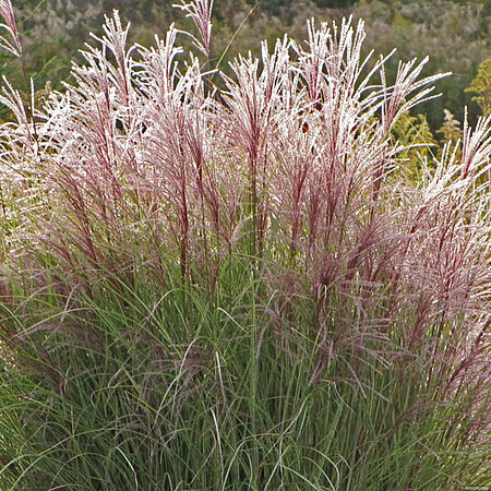 &#39;Ferner Osten&#39; Miskant chiński Miscanthus