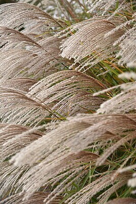 &#39;Graciella&#39; Miskant chiński Miscanthus
