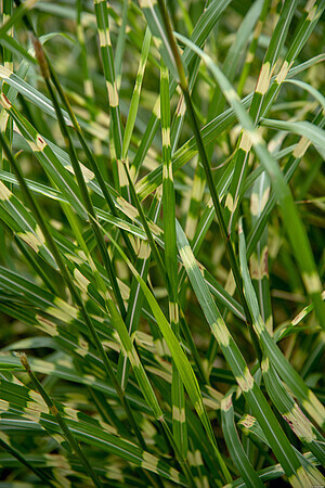 &#39;Little Zebra&#39; Miskant chiński Miscanthus