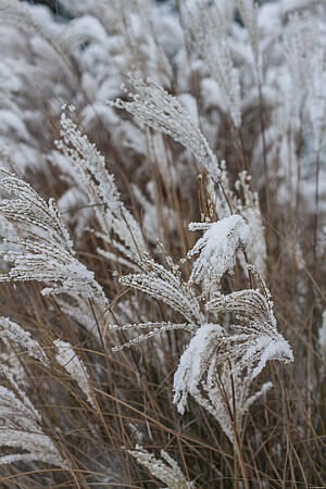 &#39;Yaka Dance&#39; Miskant chiński Miscanthus