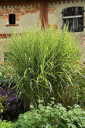 &#39;Zebrinus&#39; Miskant chiński Miscanthus