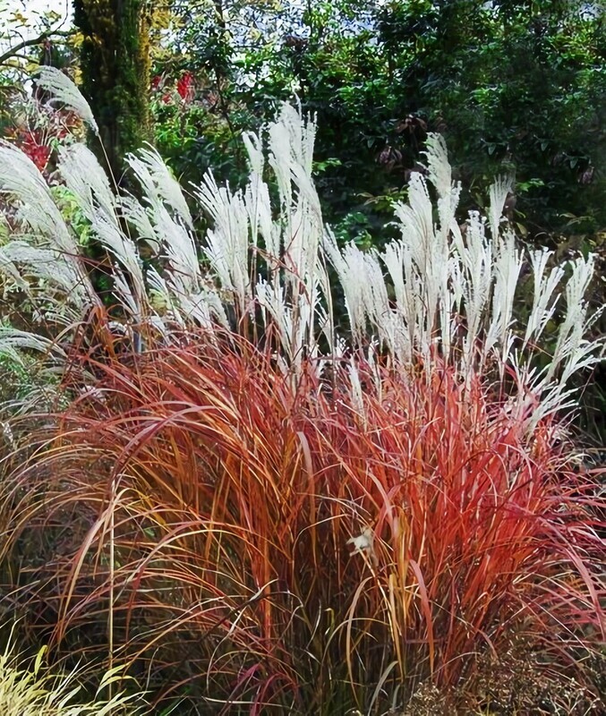 &#39;Roter Pfeil&#39; Miskant chiński Miscanthus