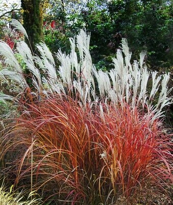 &#39;Roter Pfeil&#39; Miskant chiński Miscanthus