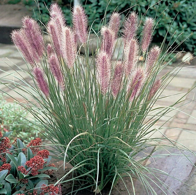 'Red Head' Rozplenica Pennisetum