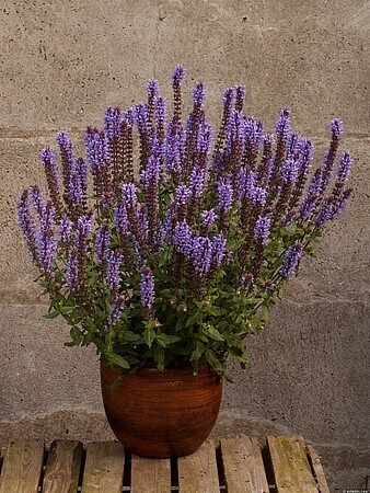 &#39;Salute Ice Blue&#39; Szałwia omszona Salvia nemorosa