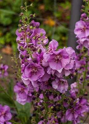 &#39;Sugar Plum&#39; Dziewanna Verbascum