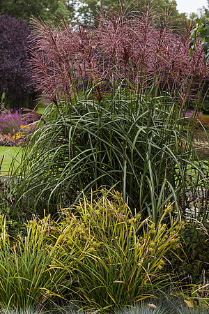 &#39;Malepartus&#39; Miskant chiński Miscanthus