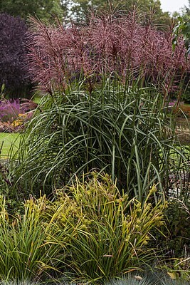&#39;Malepartus&#39; Miskant chiński Miscanthus