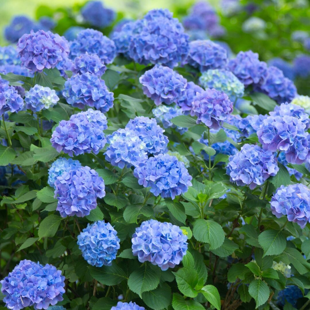 &#39;Early Blue&#39; Hortensja ogrodowa Hydrangea macrophylla