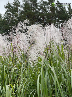 &#39;Memory&#39; Miskant chiński Miscanthus