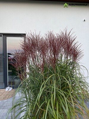 &#39;Red Chief&#39; Miskant chiński Miscanthus