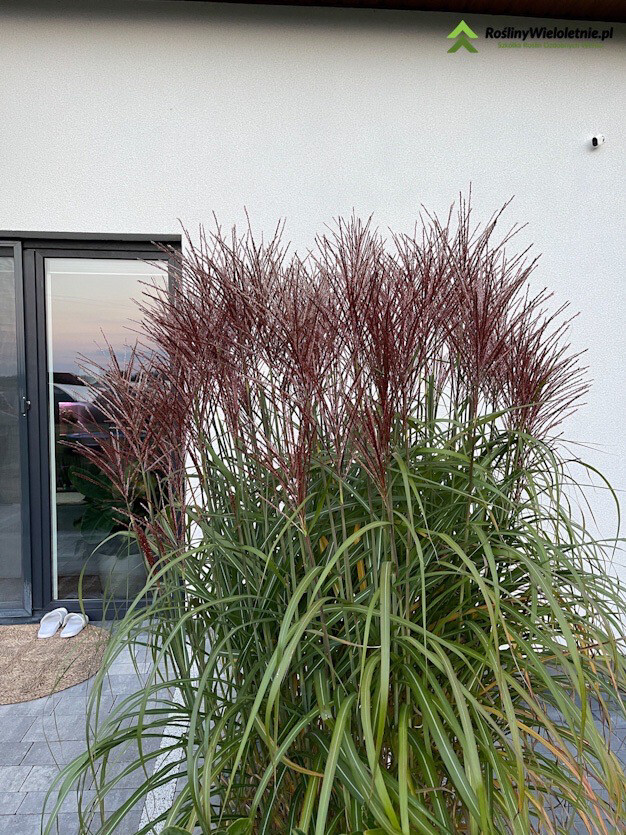 &#39;Red Chief&#39; Miskant chiński Miscanthus