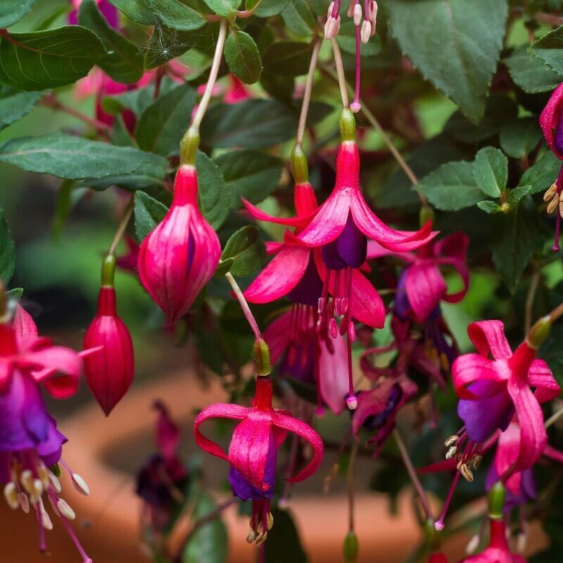 &#39;Tom Thumb&#39; Fuksja zimotrwale Fuchsia