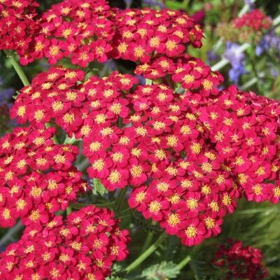 'Paprika' Krwawnik Achillea