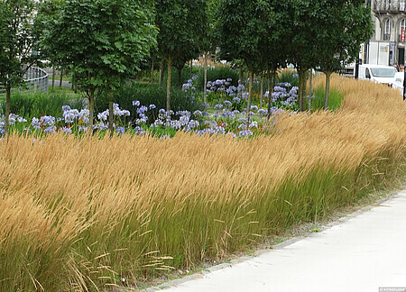 &#39;Karl Foerster&#39; Trzciniak Trzcinnik Calamagrostis