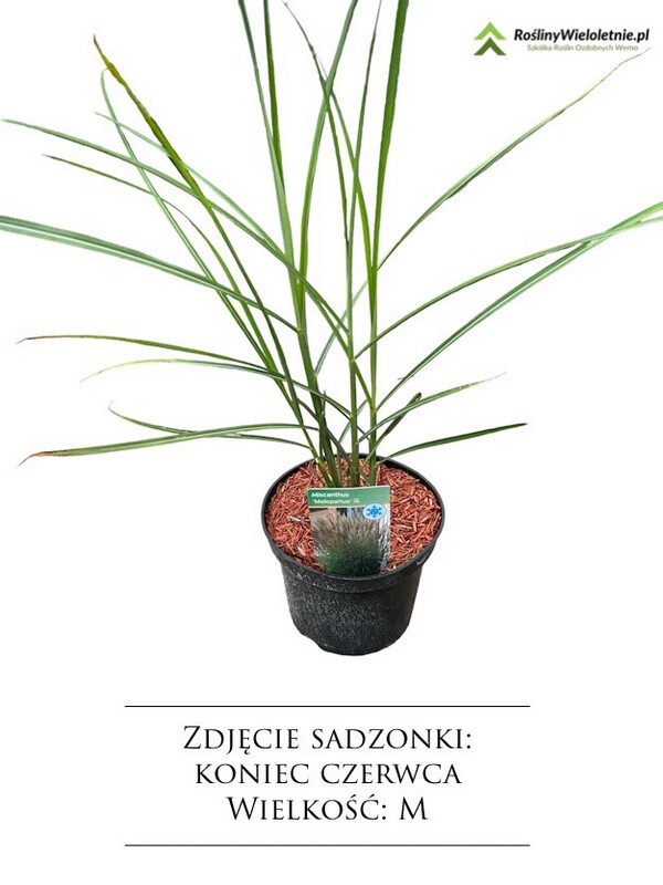 &#39;Boucle&#39; Miskant chiński Miscanthus