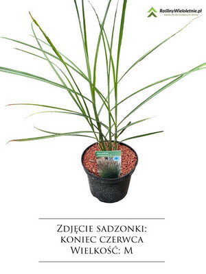 &#39;Boucle&#39; Miskant chiński Miscanthus
