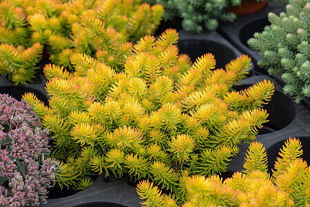 &#39;Angelina&#39; Rozchodnik Sedum