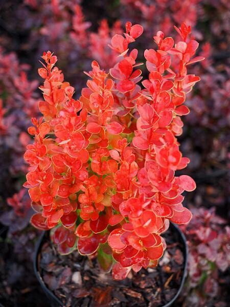 Neon Series &#39;Vulcano’ Berberys Berberis