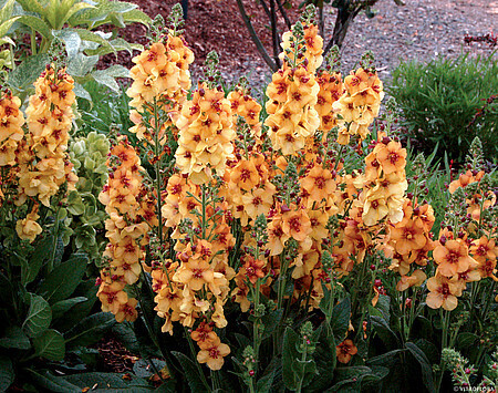 &#39;Honey Dijon&#39; Dziewanna Verbascum