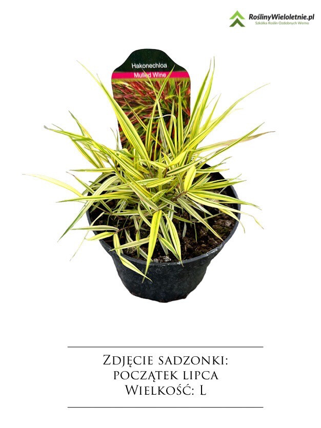 'Aureola' Hakonechloa, Wielkość sadzonki: Wielkość L (2L)