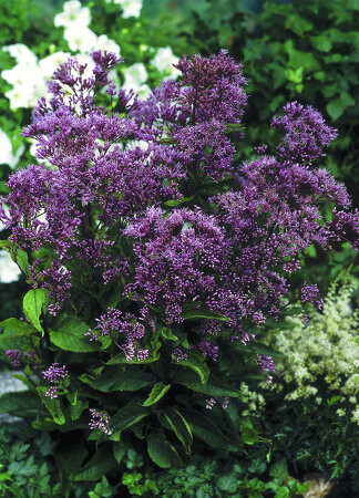 &#39;Phantom&#39;® Sadziec Eupatorium