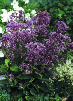 &#39;Phantom&#39;® Sadziec Eupatorium