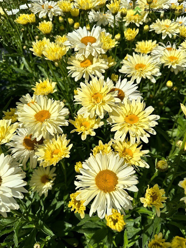 &#39;Banana Cream&#39; Złocień, Jastrun Leucanthemum