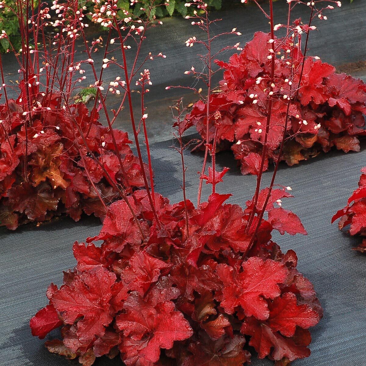 Forever® &#39;Red&#39; Żurawka Heuchera