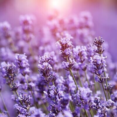 &#39;Grosso&#39; Lawenda Lavandula
